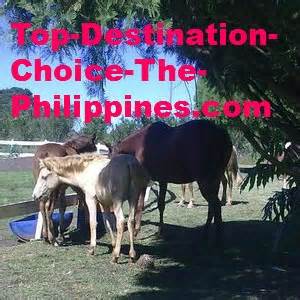 tari sabong|Sabong: An Enduring Hallmark of Philippines History.